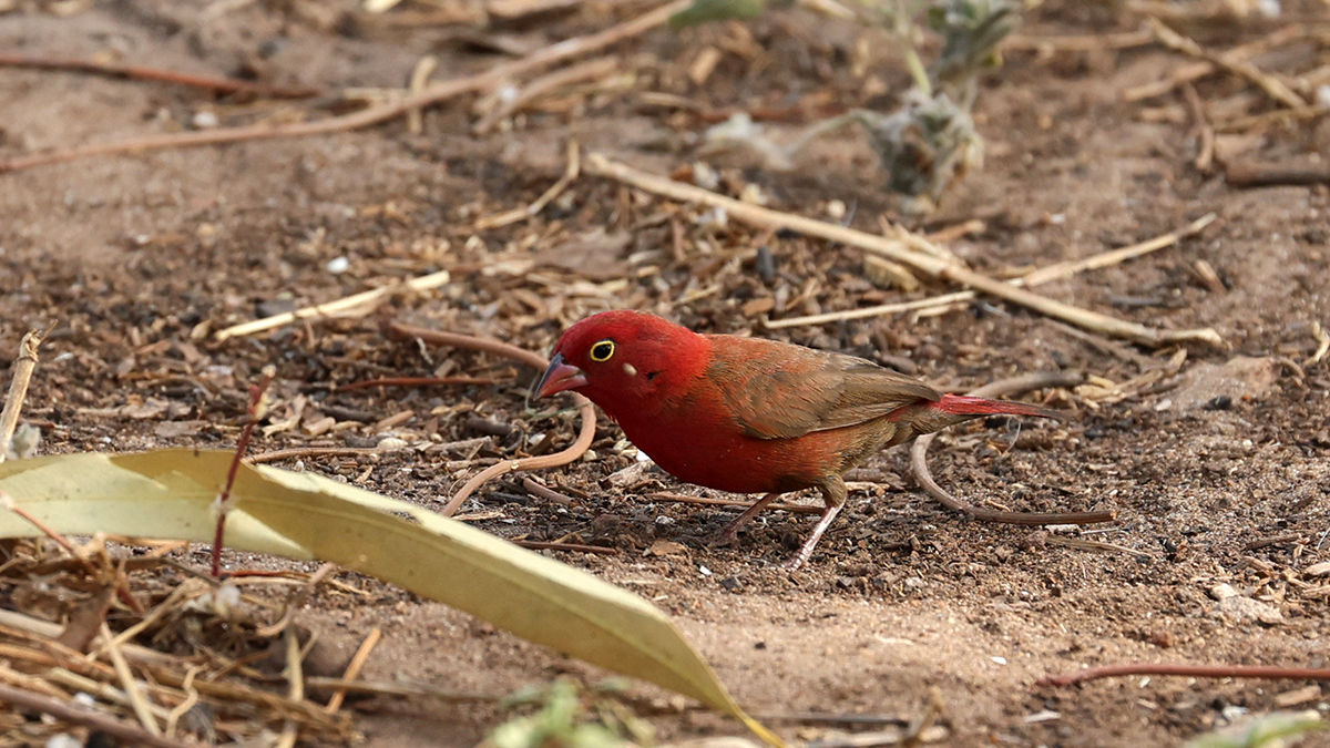 Red-billed Firefinch
